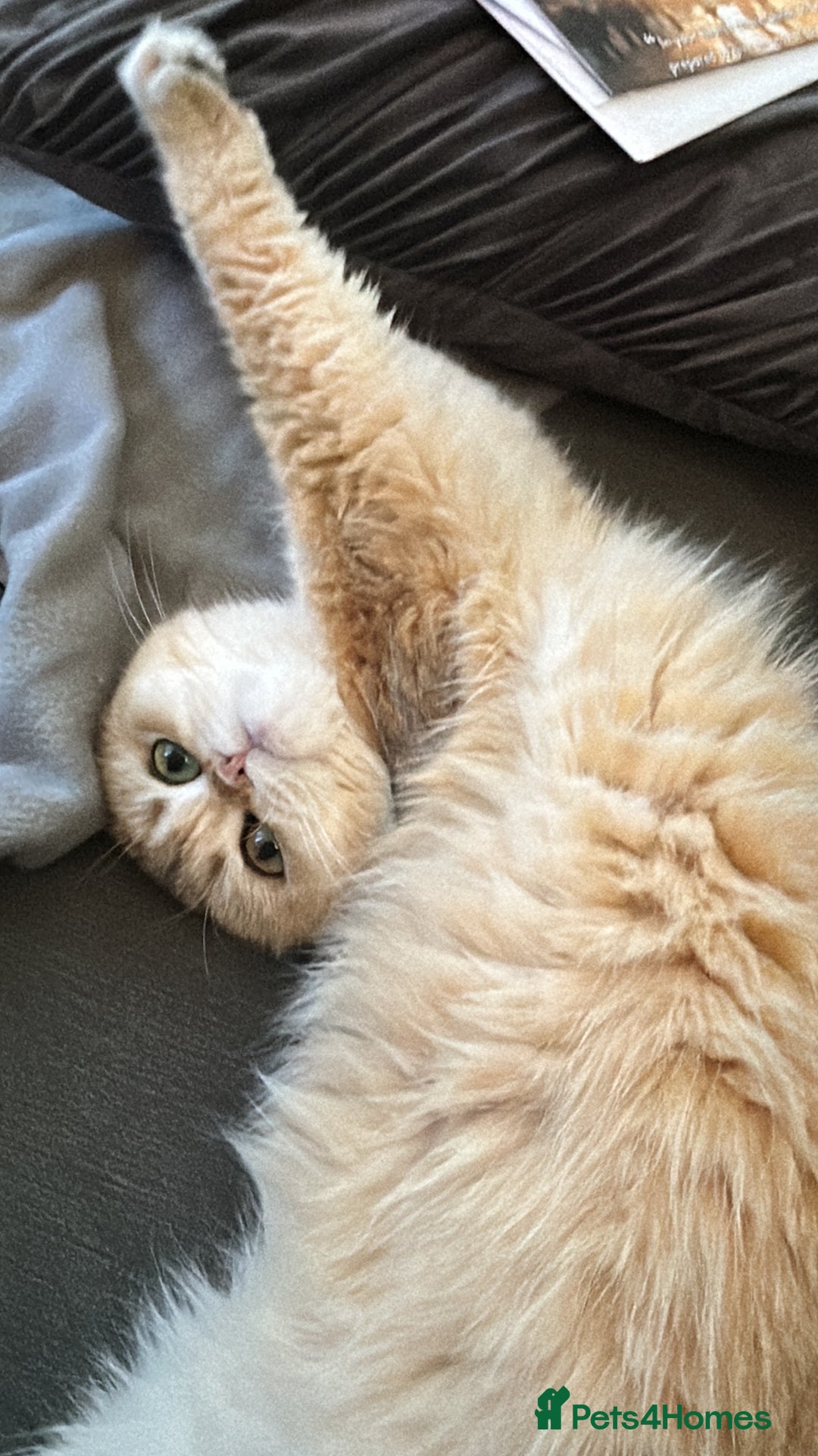 Scottish Fold cats for sale: Chinchilla golden Scottish fold - Image 4