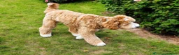 Australian Labradoodle dogs for sale: Multigen Australian Labradoodle x Goldendoodle - Advert 38