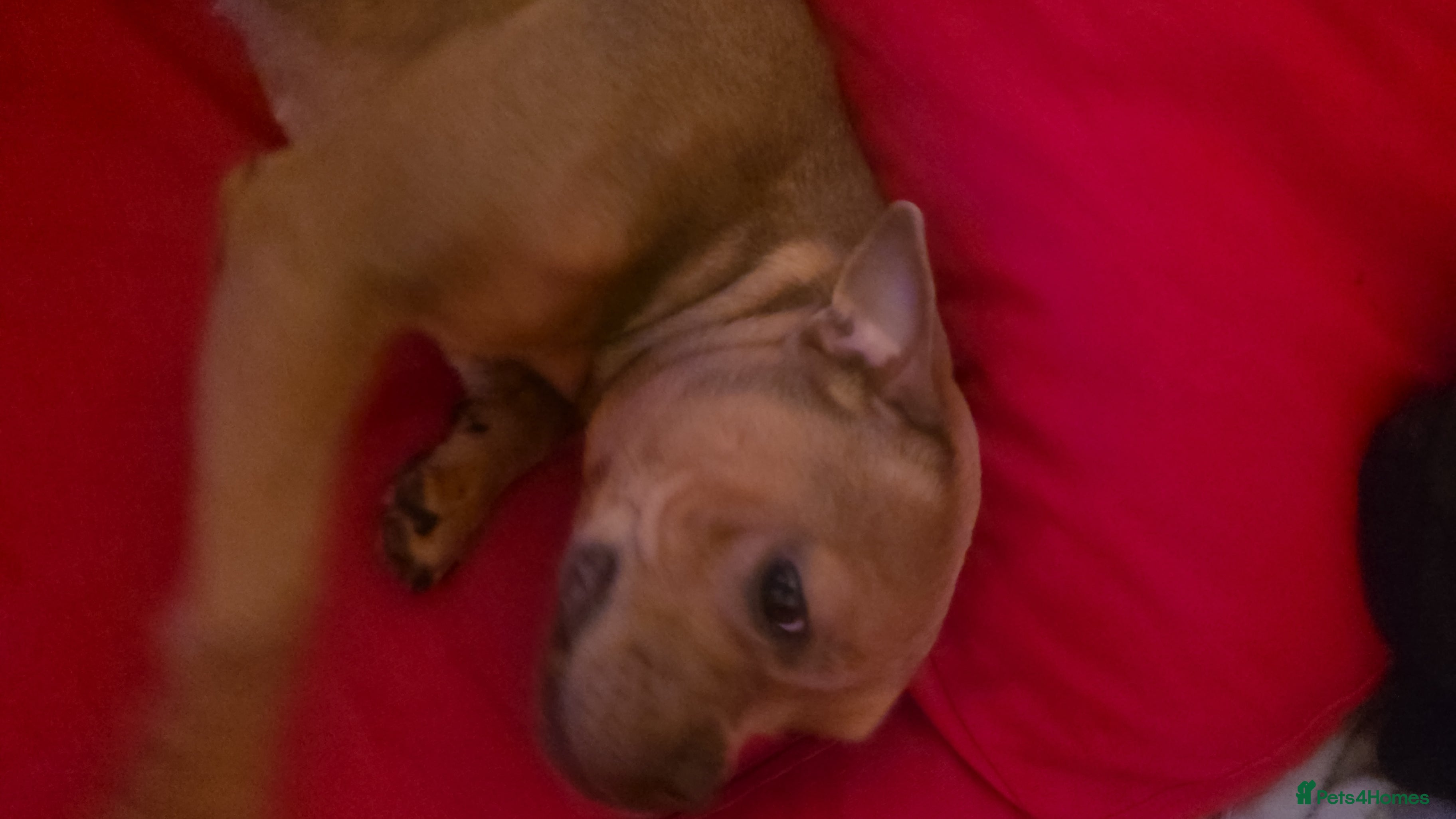 Mixed Breed dogs piper - Advert 4