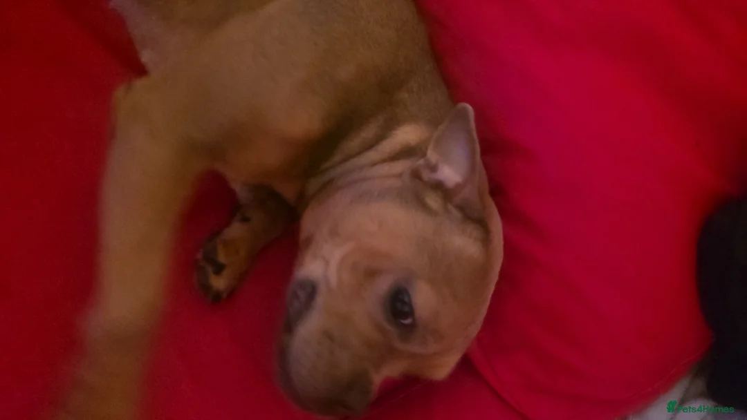 Mixed Breed dogs for sale: piper - Advert 1