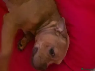 Mixed Breed dogs piper - Advert 4