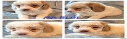 Cavapoo dogs for sale: F1B Cavapoo Puppies 4 boys avialable - Advert 5