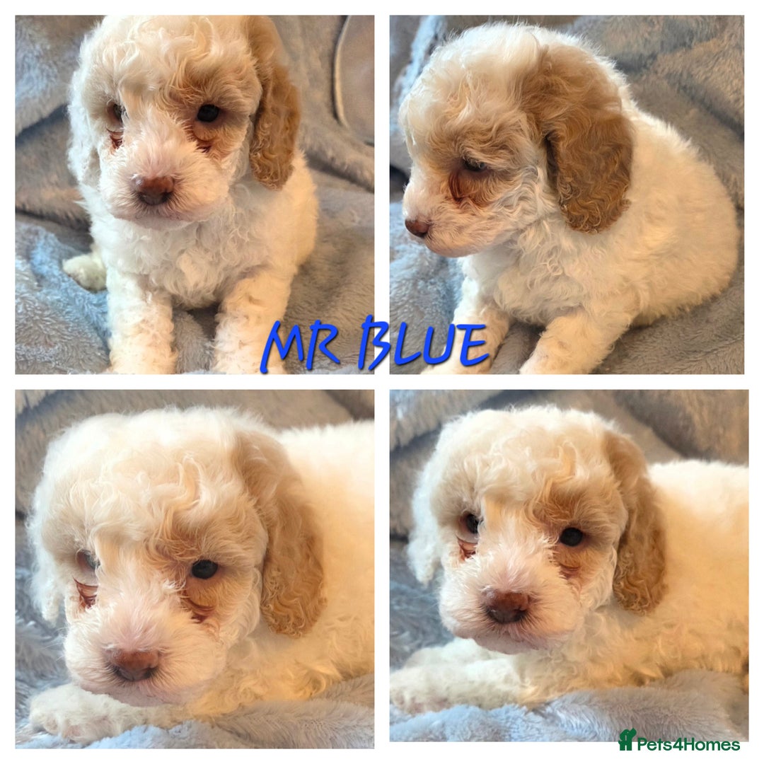 Cavapoo dogs for sale: F1B Cavapoo Puppies 4 boys avialable - Advert 5