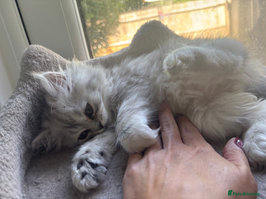 Persian cats for sale: Last Boy! Persian Ragdoll Kittens  - Image 1
