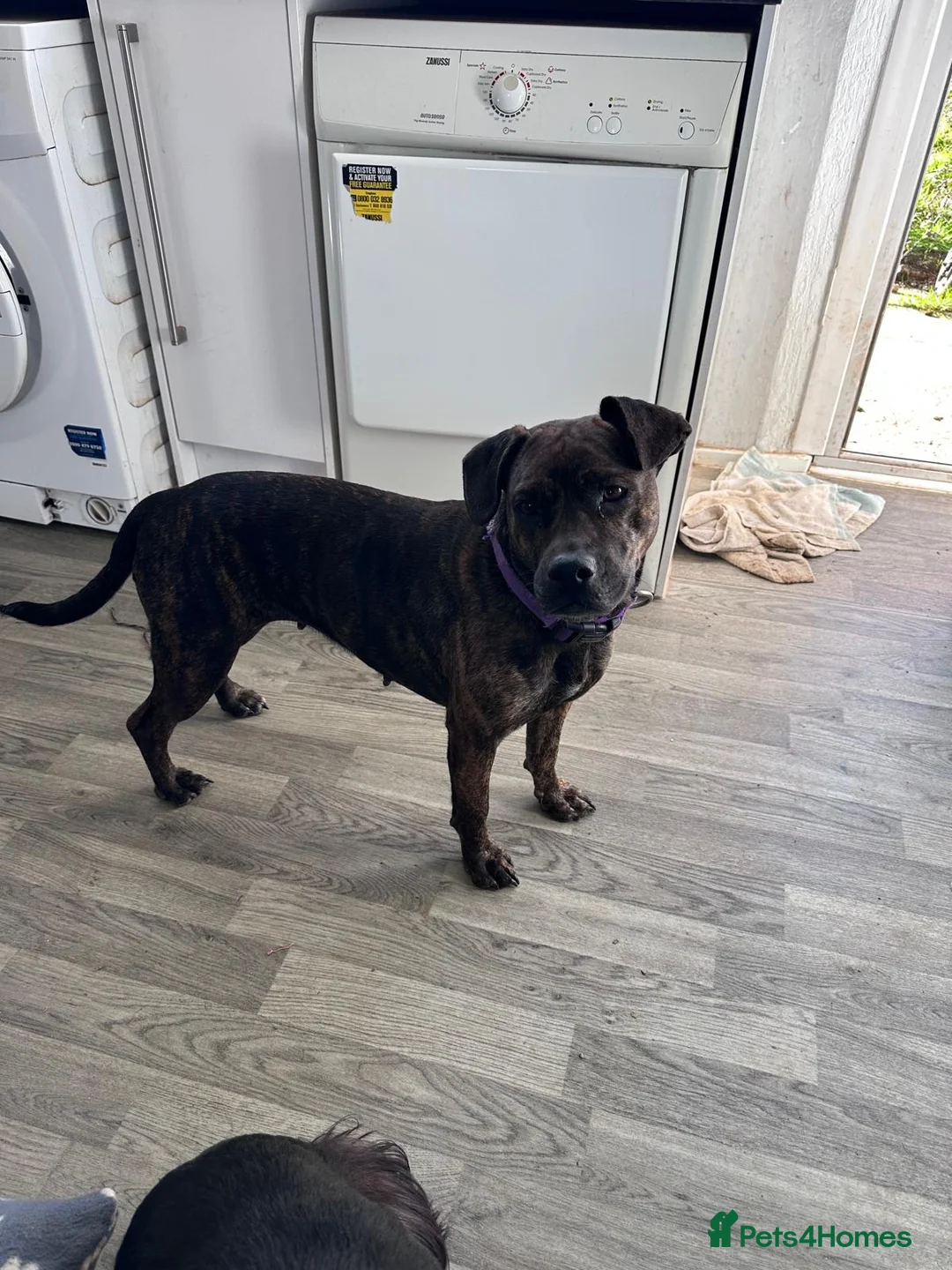 Mixed Breed dogs for sale: Mixed breed beautiful girl hilda - Advert 2