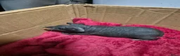 Guinea Pig rodents for sale: Pair of Baby Male Skinny Pigs For Sale  - Advert 2
