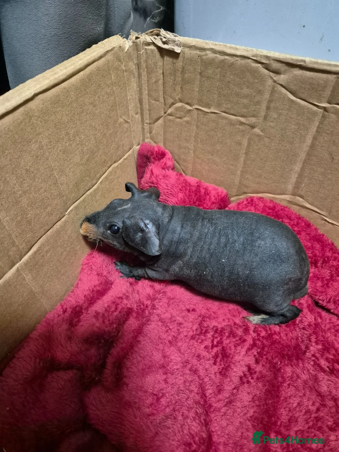 Guinea Pig rodents for sale: Pair of Baby Male Skinny Pigs For Sale  - Advert 2