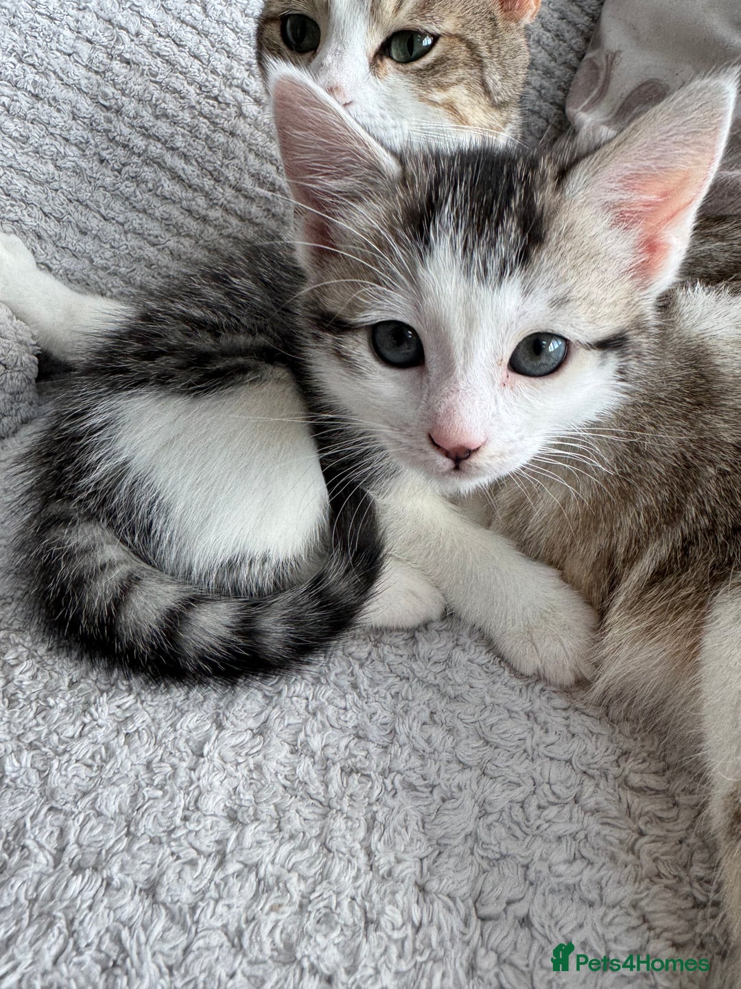 Mixed Breed cats for sale: Bengal cross kittens  - Advert 3