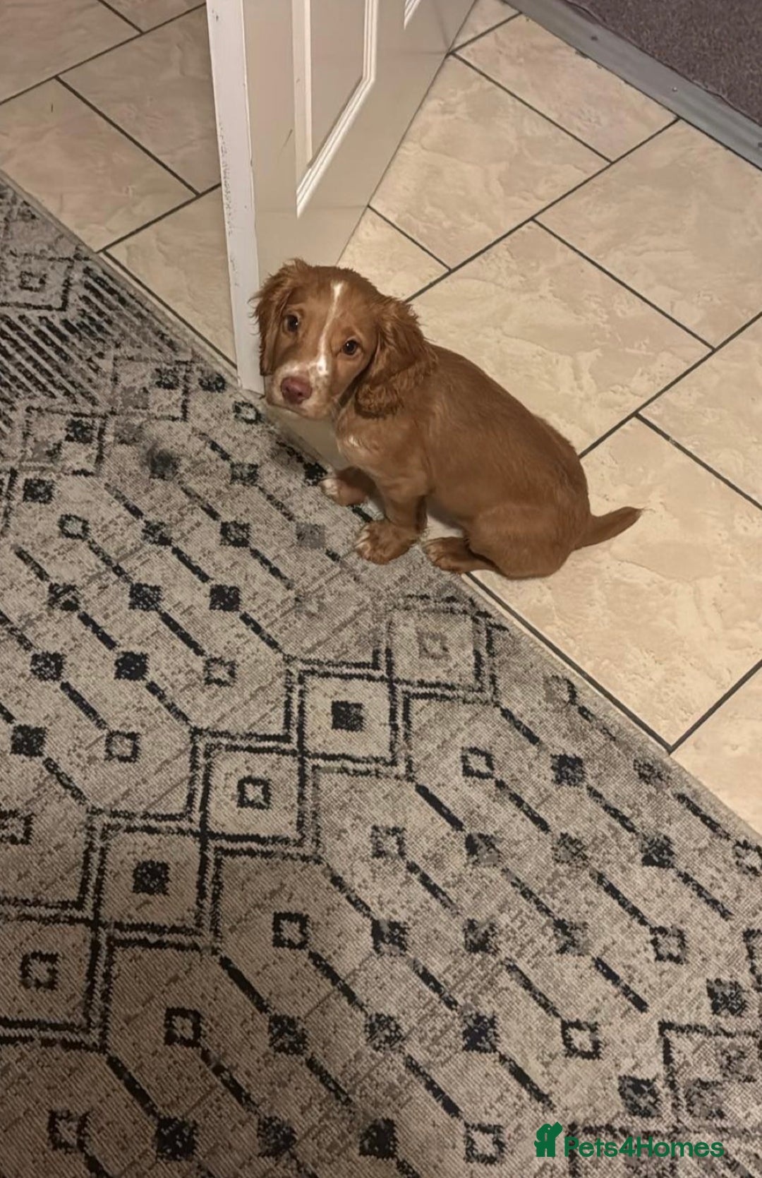 Cocker Spaniel dogs for sale: Cocker spaniel puppy - Advert 9