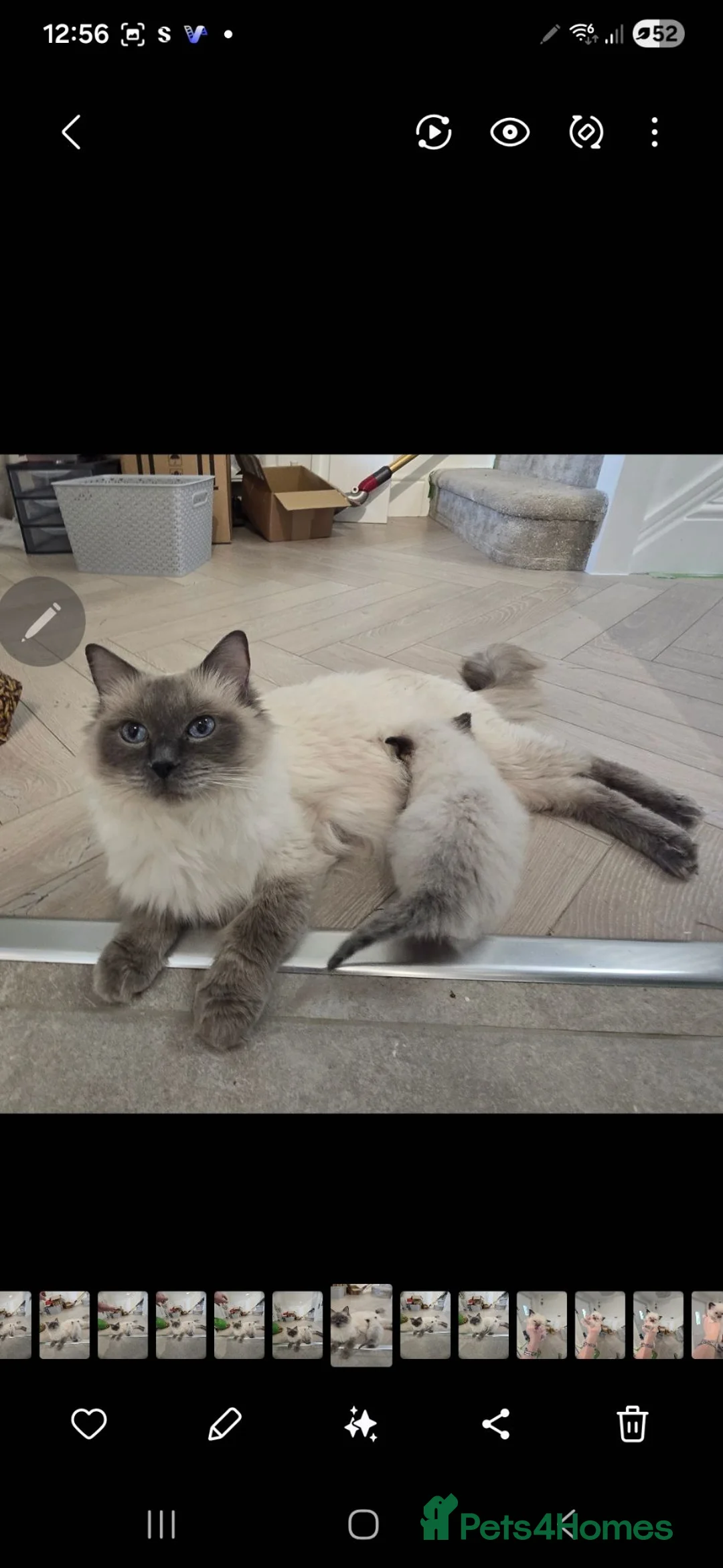 Ragdoll cats for sale: Adorable Pedigree Ragdoll kittens in Sittingbourne - Advert 35