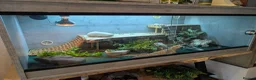 Bearded Dragon reptiles for sale: Bearded dragon - 1 year old - Advert 6