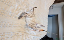 Bengal cats for sale: 🤍🖤🩶 Bengal Kittens 🩶🖤🤍 in Barnoldswick - Image 14