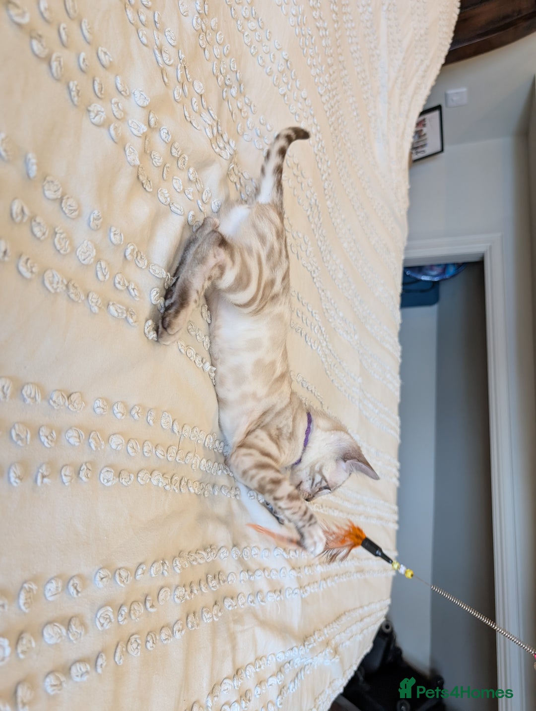 Bengal cats for sale: 🤍🖤🩶 Bengal Kittens 🩶🖤🤍 in Barnoldswick - Image 14
