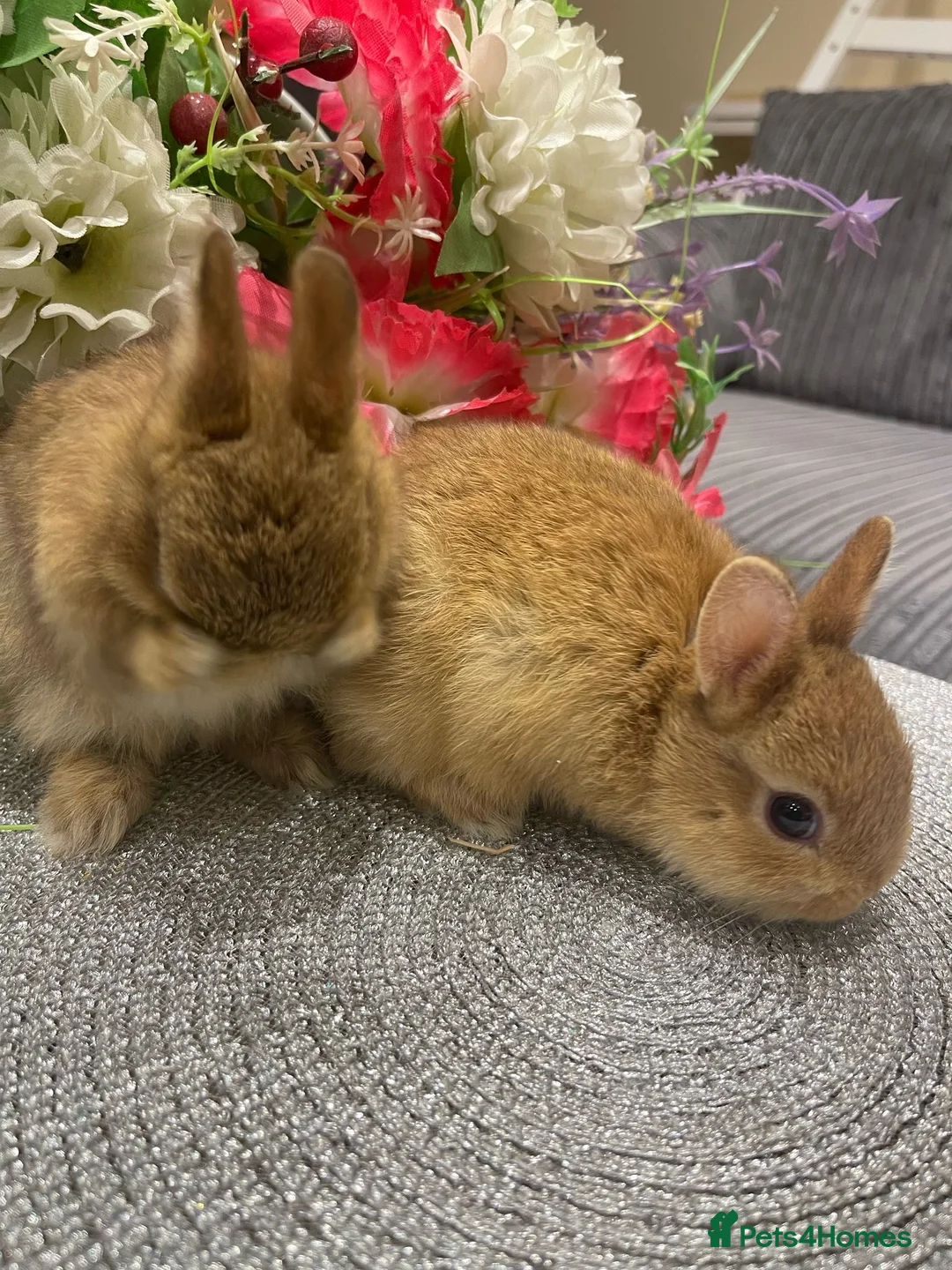 Netherland Dwarf rabbits for sale: Bunnies  in London - Advert 28