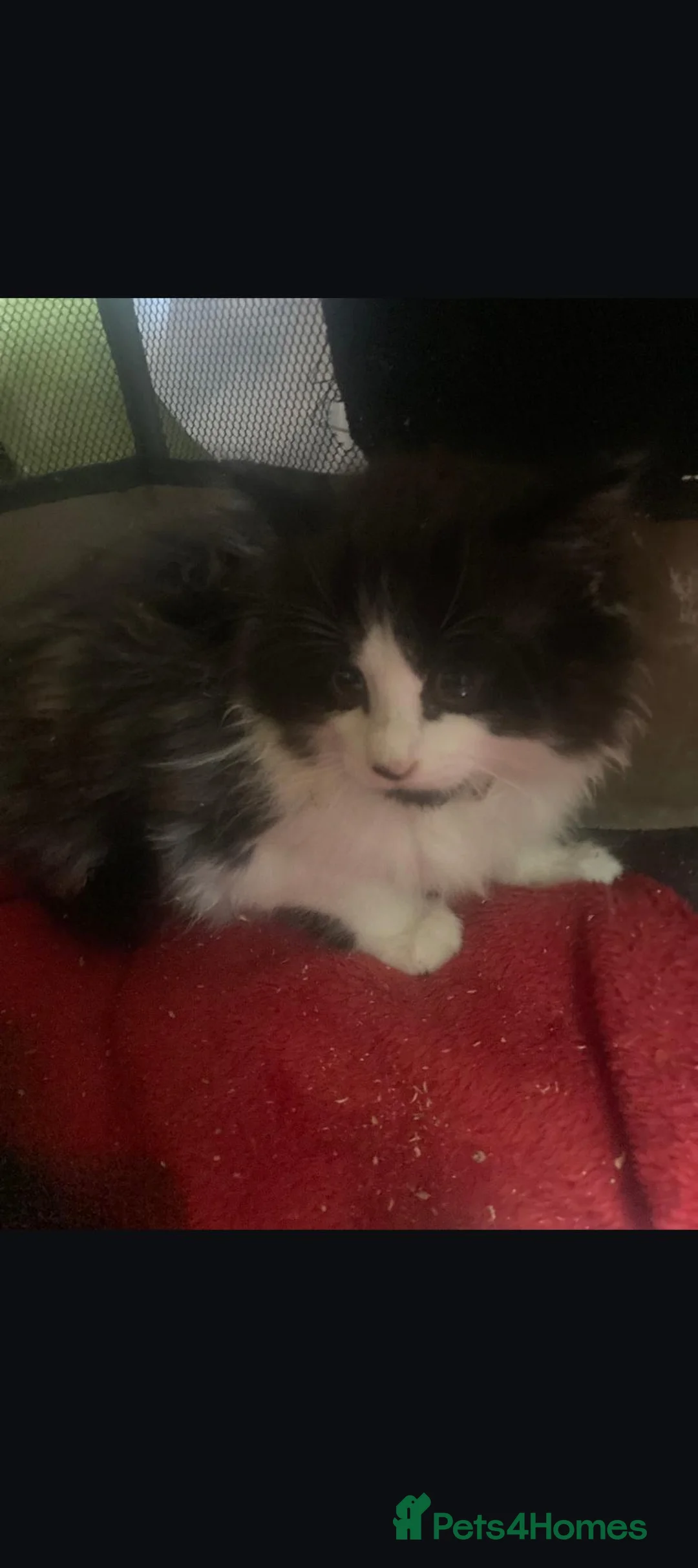 Mixed Breed cats for sale: Main coon cross kittens tabby short & long hair in Ashford - Advert 9