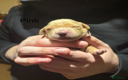 Golden Retriever dogs for sale: Golden Retriever Puppies for Sale - Image 22