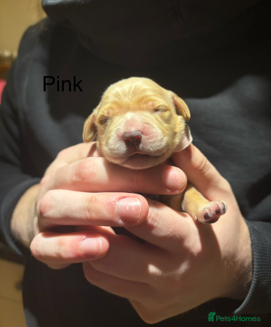 Golden Retriever dogs for sale: Golden Retriever Puppies for Sale - Image 22