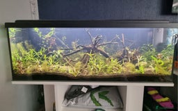 Tetras fish for sale: 160L tank with stand - Image 2