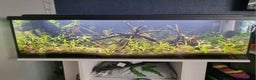 Tetras fish for sale: 160L tank with stand - Advert 2