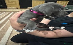 Cane Corso dogs for sale: Pure Pedigree Cane Corso Puppies - Image 23