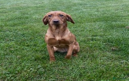 Labrador Retriever dogs for sale: KC Fox Red Labrador Girl 7 months old - Image 2