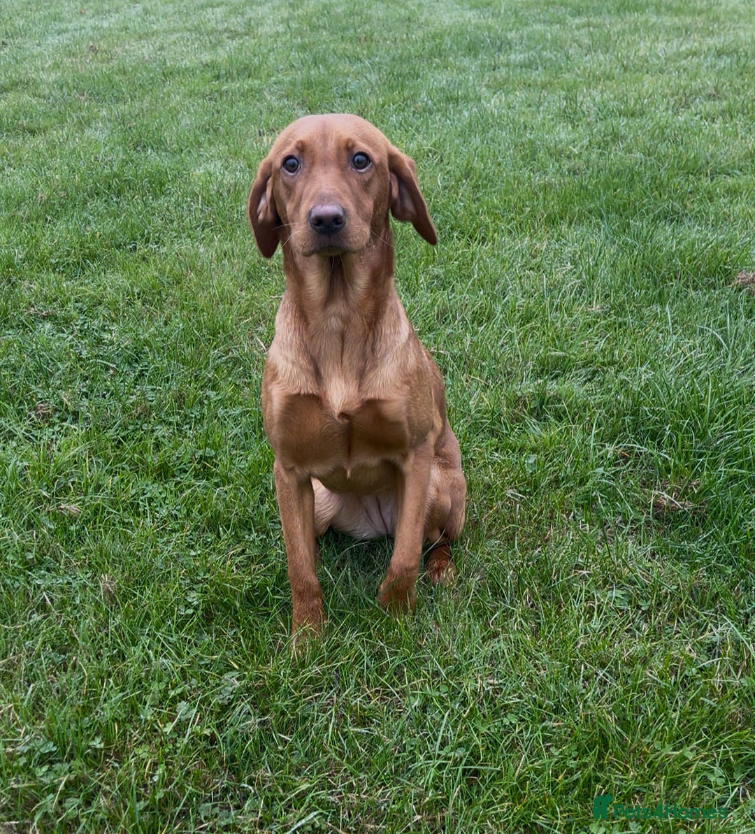 Labrador Retriever dogs for sale: KC Fox Red Labrador Girl 7 months old - Image 2