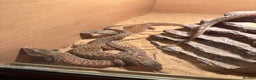 Monitor reptiles for sale: Baby yellow Ackie monitors  - Advert 10