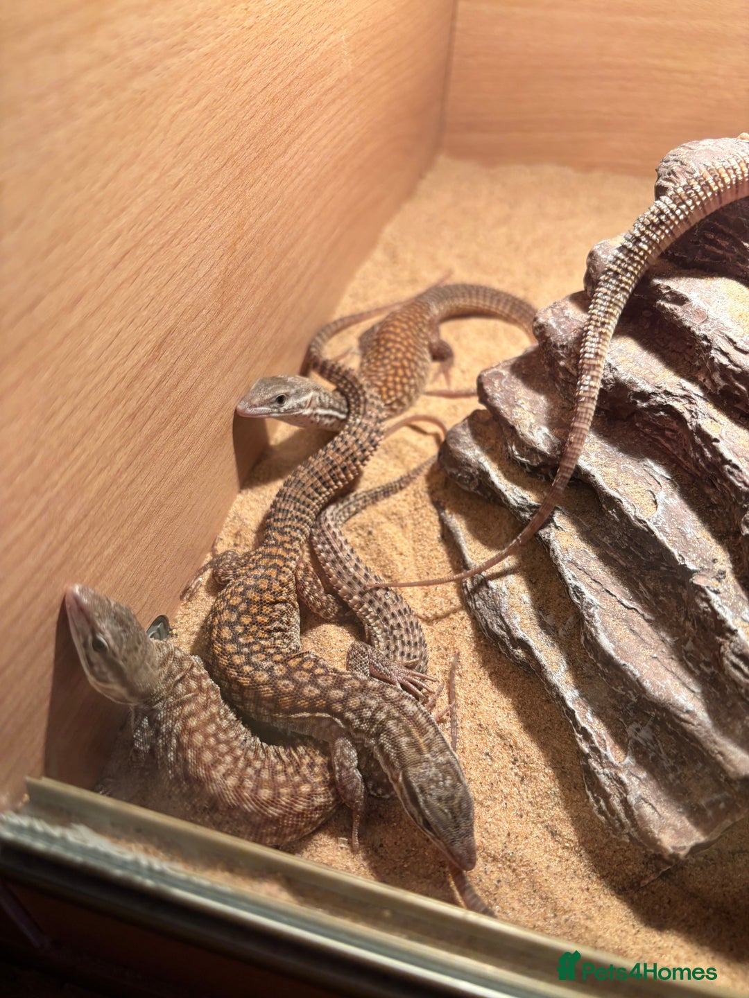 Monitor reptiles for sale: Baby yellow Ackie monitors  - Advert 10