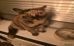 British Shorthair cats for sale: Looking forever home 🏡 😍  - Image 1