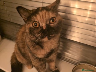 British Shorthair cats - Advert 20