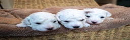 Bichon Frise dogs for sale: Sweet Bichon Frise puppies- Champion Bloodline  - Advert 2