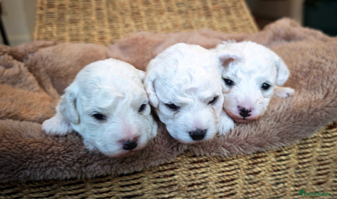 Bichon Frise dogs for sale: Sweet Bichon Frise puppies- Champion Bloodline  - Advert 2