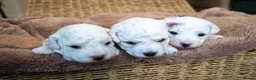 Bichon Frise dogs for sale: Sweet Bichon Frise puppies- Champion Bloodline  - Advert 9