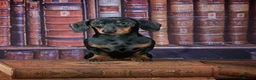 Miniature Dachshund dogs for sale: Miniature dachshund - Advert 10