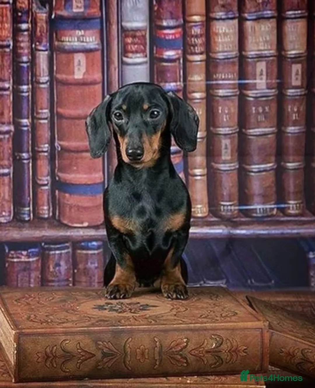 Miniature Dachshund dogs for sale: Miniature dachshund - Advert 10