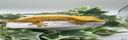 Gecko reptiles for sale: Female crested gecko  - Advert 2