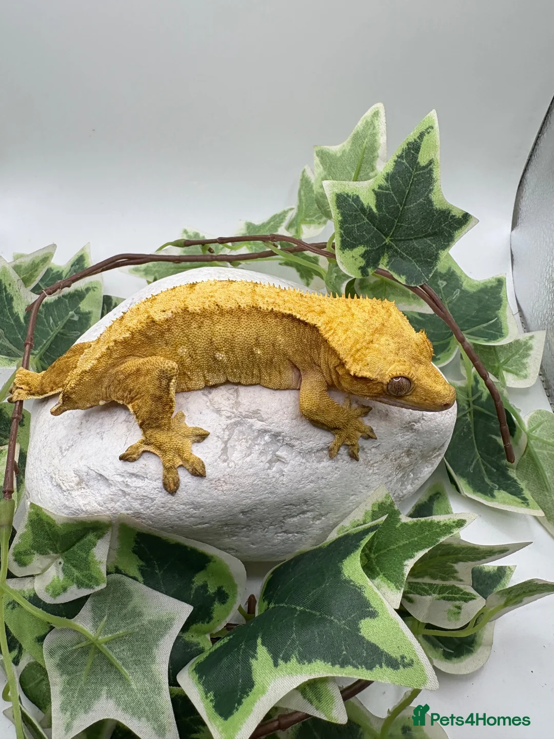 Gecko reptiles for sale: Female crested gecko  - Advert 2