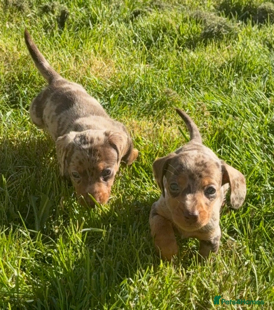 Miniature Dachshund dogs Last girl & boy left - Isabella & Tan dapple - Advert 5