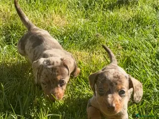 Miniature Dachshund dogs Last girl & boy left - Isabella & Tan dapple - Advert 5