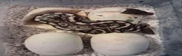 Python Snake reptiles for sale: Baby ball python - Advert 3