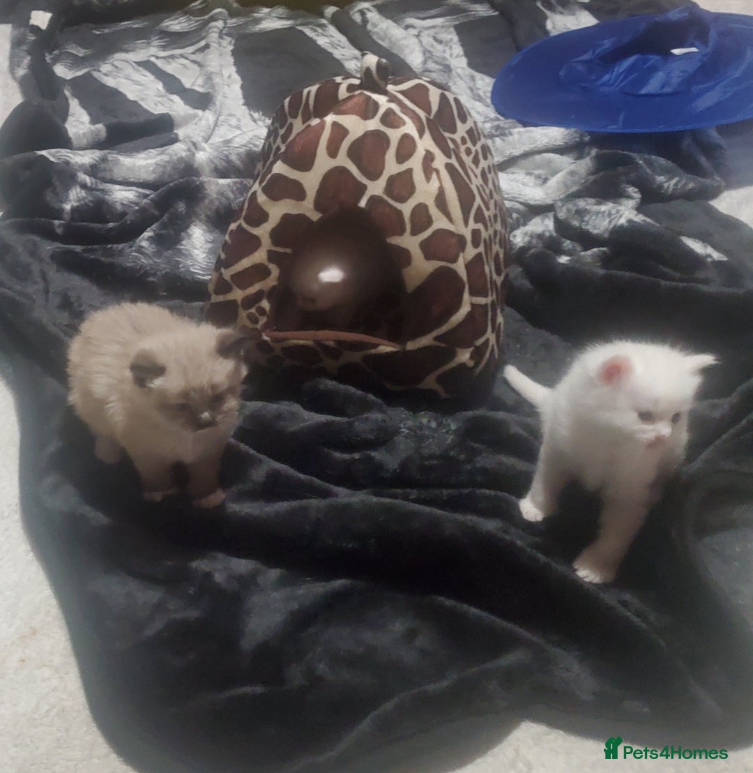 Ragdoll cats for sale: Kitten s - Image 1