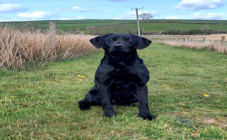 Labrador Retriever dogs - Advert 5