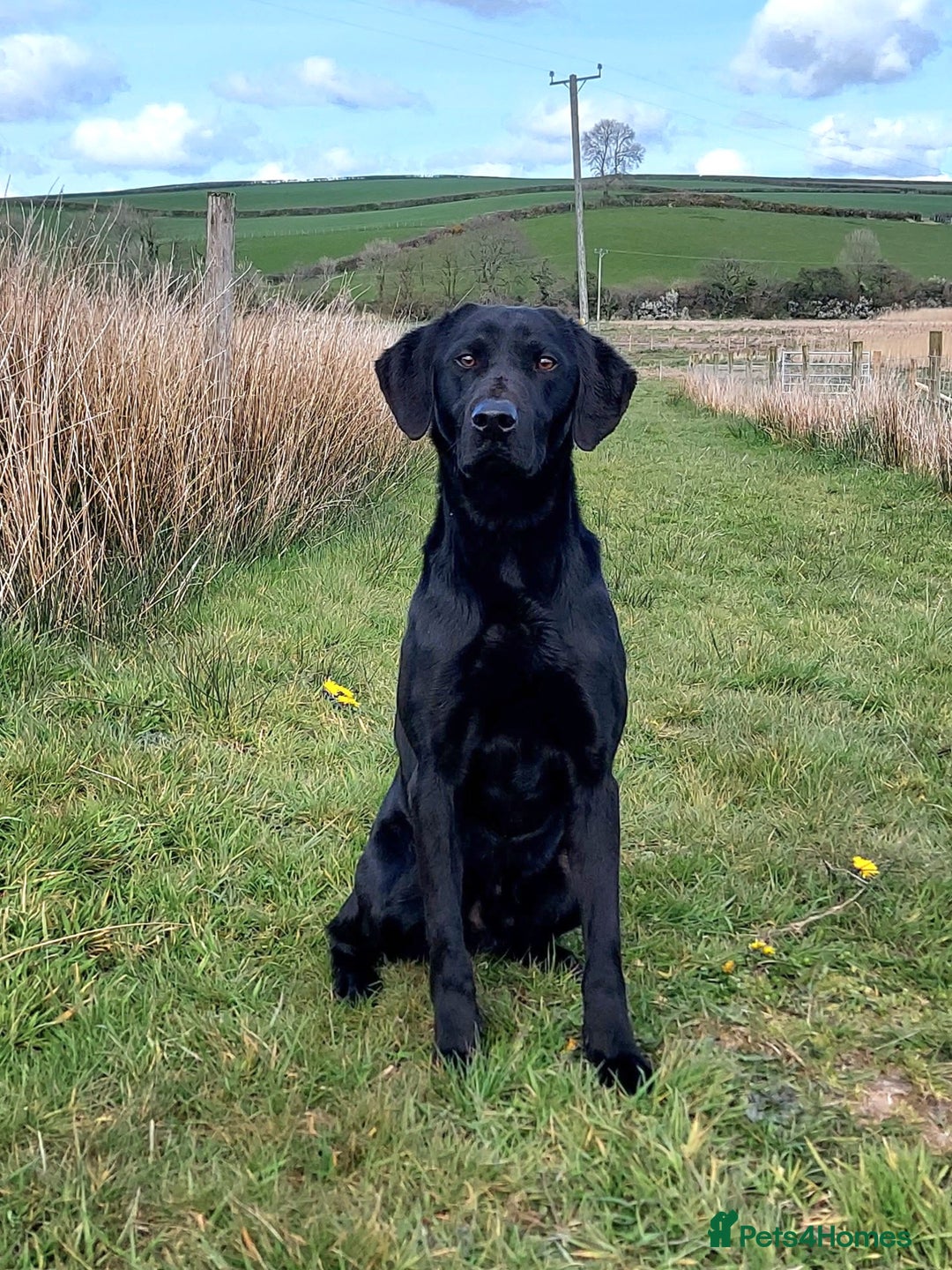 Labrador Retriever dogs for stud: Kc reg. Labrador for stud - Drakeshead Gareth - Image 1