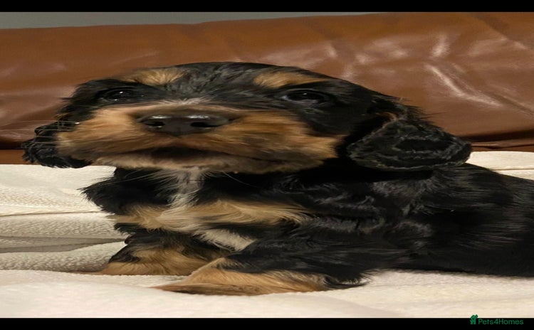 Cocker Spaniel dogs - Advert 4