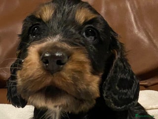 Cocker Spaniel dogs - Advert 13