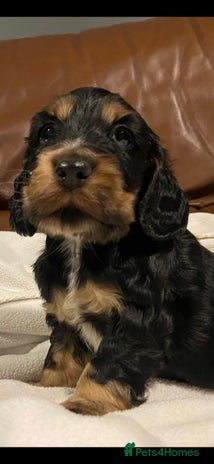 Cocker Spaniel dogs - Advert 4