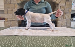 Pointer dogs for sale: 🪶 Pointer puppies 🪶 - Image 25