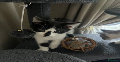 Mixed Breed cats - Advert 3