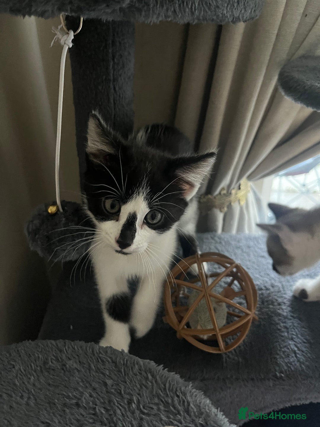 Mixed Breed cats for sale: Bengal x British long hair kittens  - Image 3