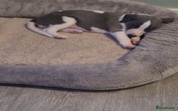Whippet dogs for sale: KC Reg Whippet Puppy Blue & White Boy - Image 6